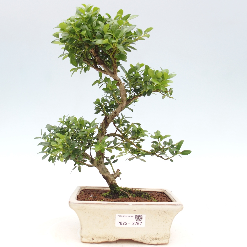 Indoor bonsai - Ilex crenata - Holly