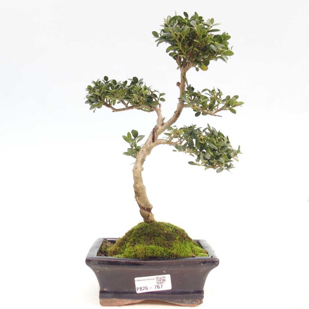 Zimmerbonsai - Ilex crenata - Stechpalme