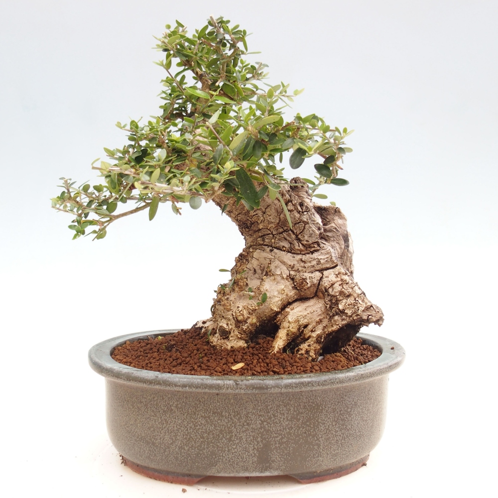 Indoor-Bonsai - Olea europaea sylvestris - Europäisches kleinblättriges Olivenöl