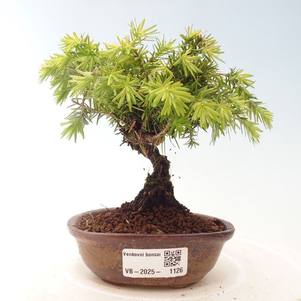 Bonsai im Freien - Tsuga canadensis - Hemlocktanne