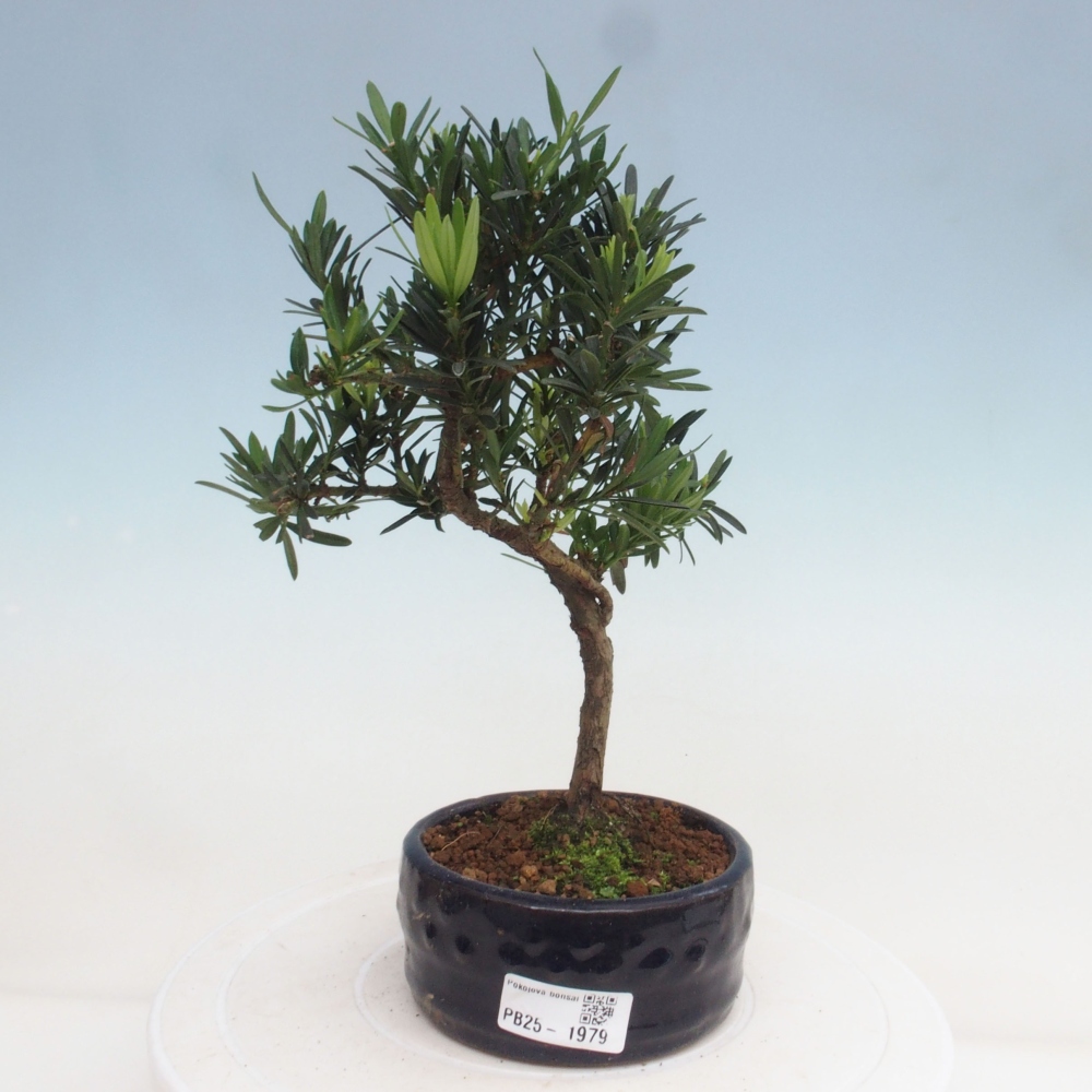 Indoor-Bonsai - Podocarpus - Stein tausend