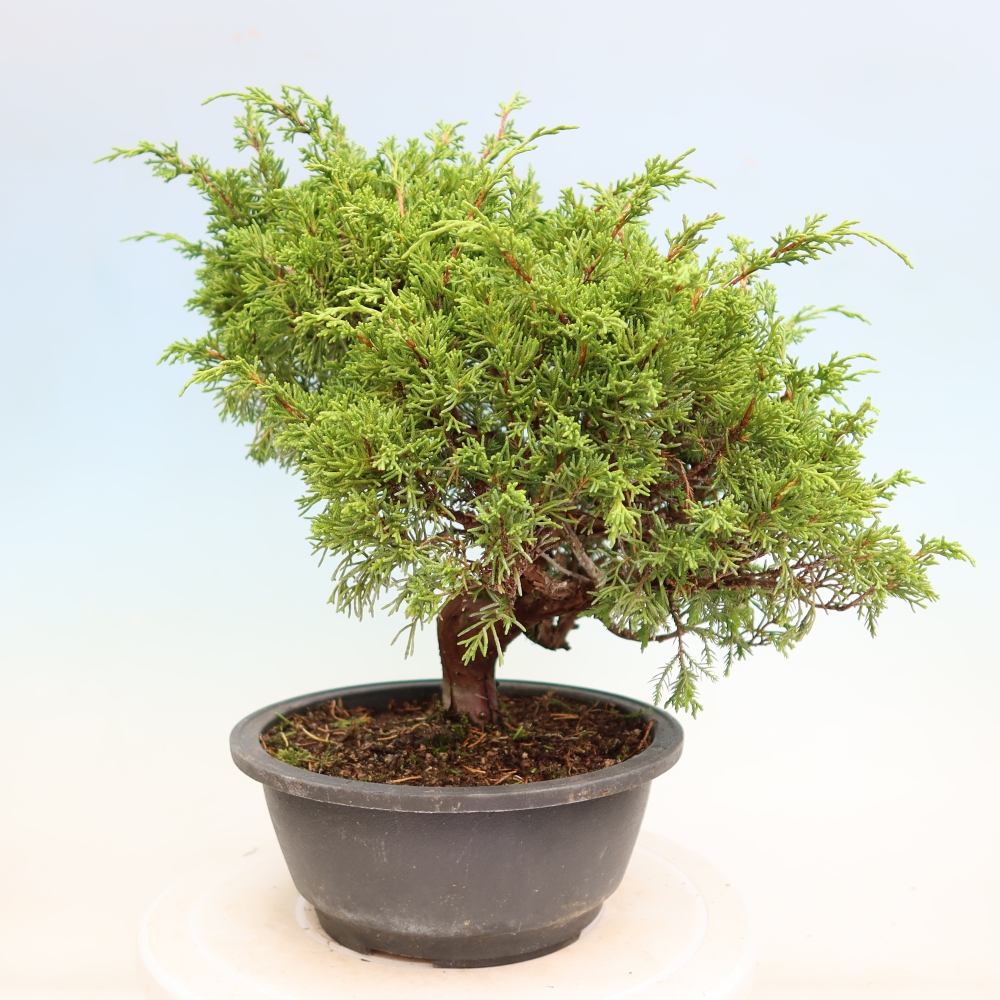 Bonsai für draußen - Juniperus chinensis Itoigawa-Juniperus chinensis