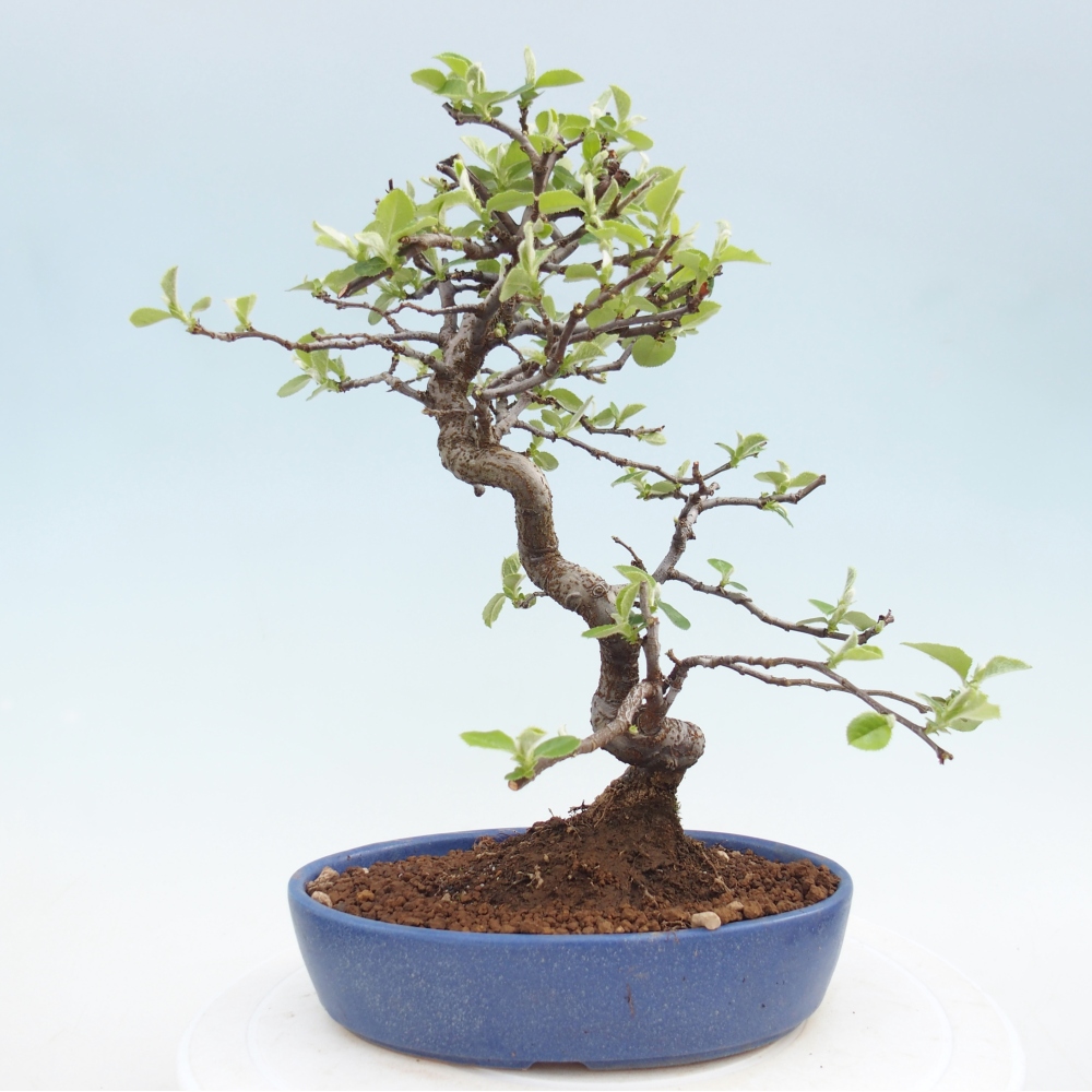 Bonsai für draußen - Chaneomeles chinensis
