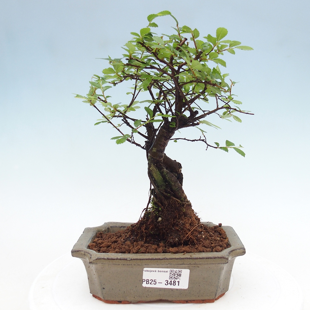 Zimmerbonsai - Ulmus parvifolia - Kleinblättrige Ulme