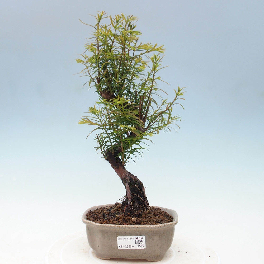 Bonsai im Freien - Metasequoia glyptostroboides - Chinesischer Metasequoia