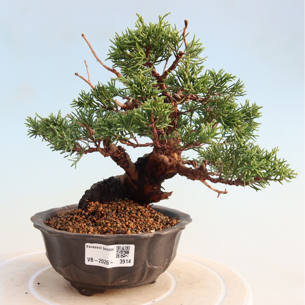 Outdoor bonsai - Juniperus chinensis Itoigawa - Chinese juniper