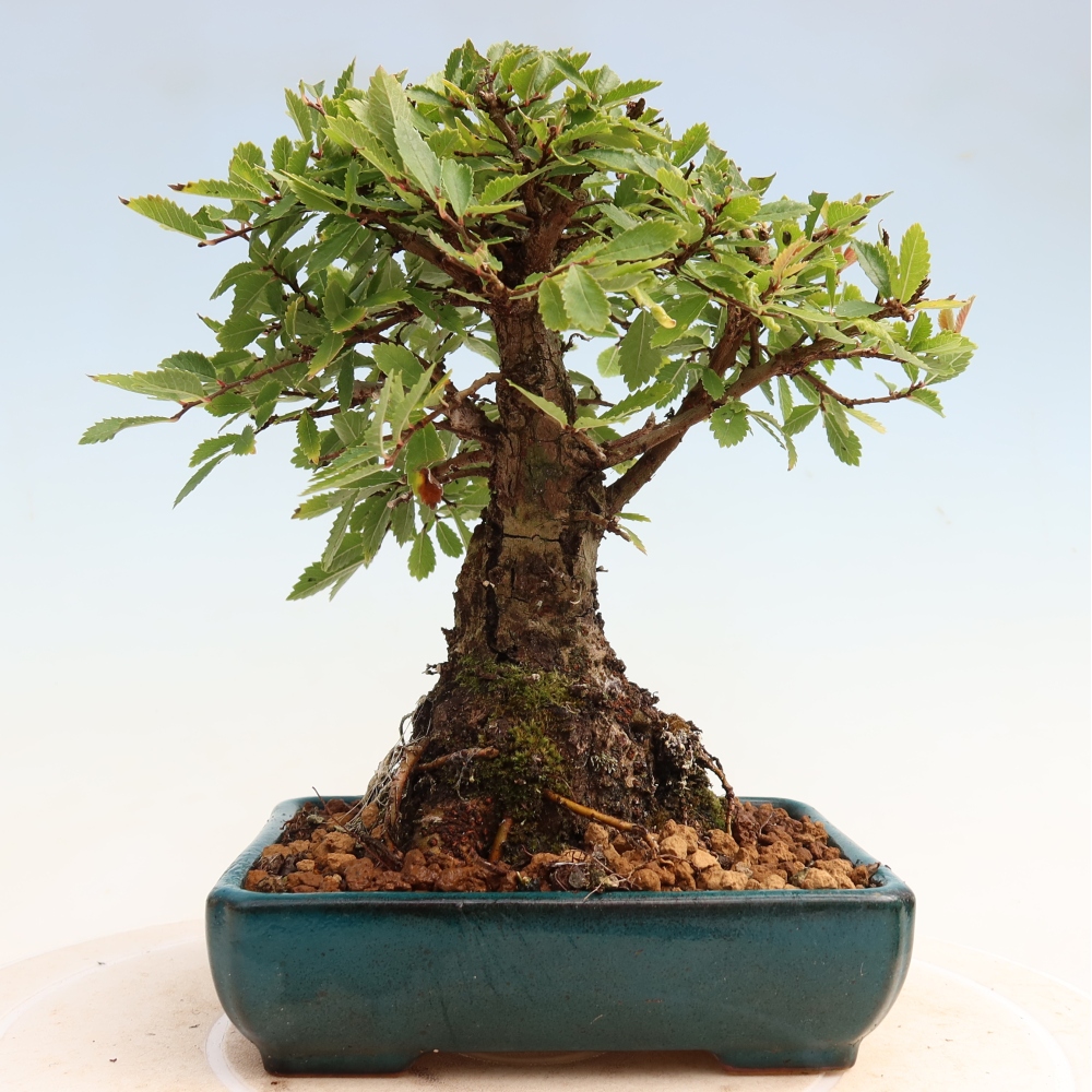 Bonsai für draußen - Zelkova - Zelkova NIRE