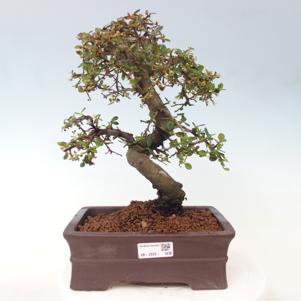 Freiland-Bonsai-Cotoneaster dammeri - Damer's Rock