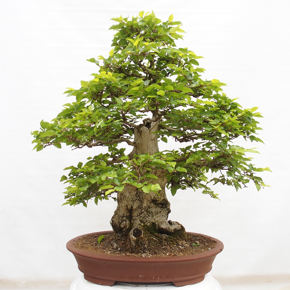 Bonsai im Freien -Carpinus CARPINOIDES - Koreanische Hainbuche
