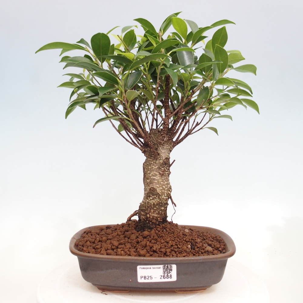 Indoor-Bonsai - Ficus retusa - kleiner Ficus