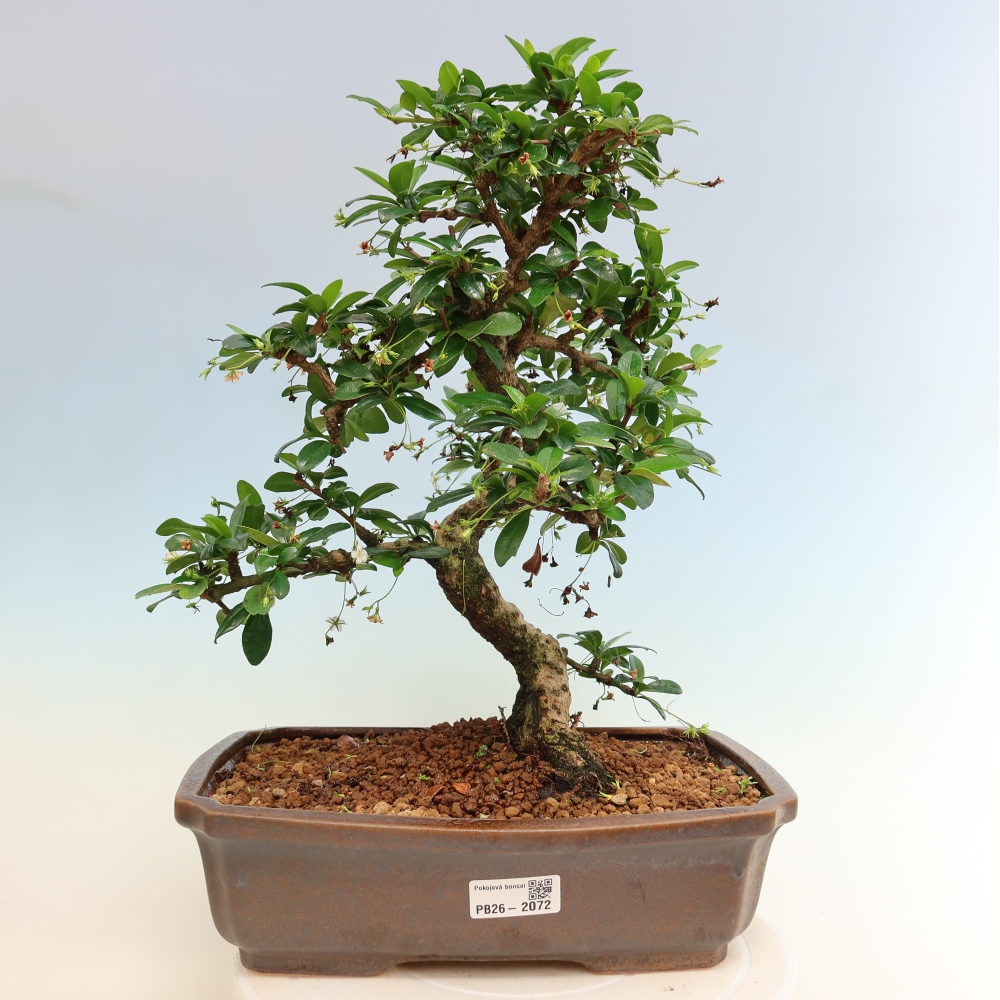 Zimmer-Bonsai - Carmona macrophylla - Tee-Fuki