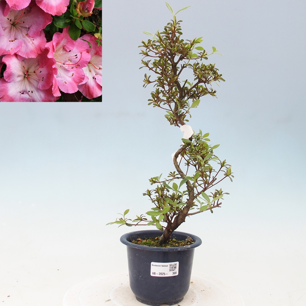 Bonsai im Freien - Japanische Azalee - Azalea Sakurakomachi