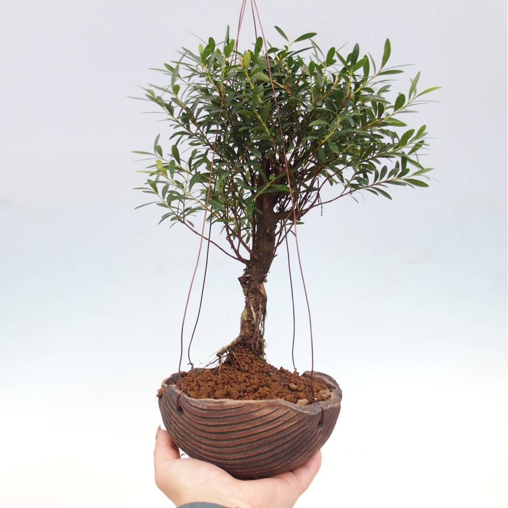Kokedama aus Keramik – Syzygium – Piment