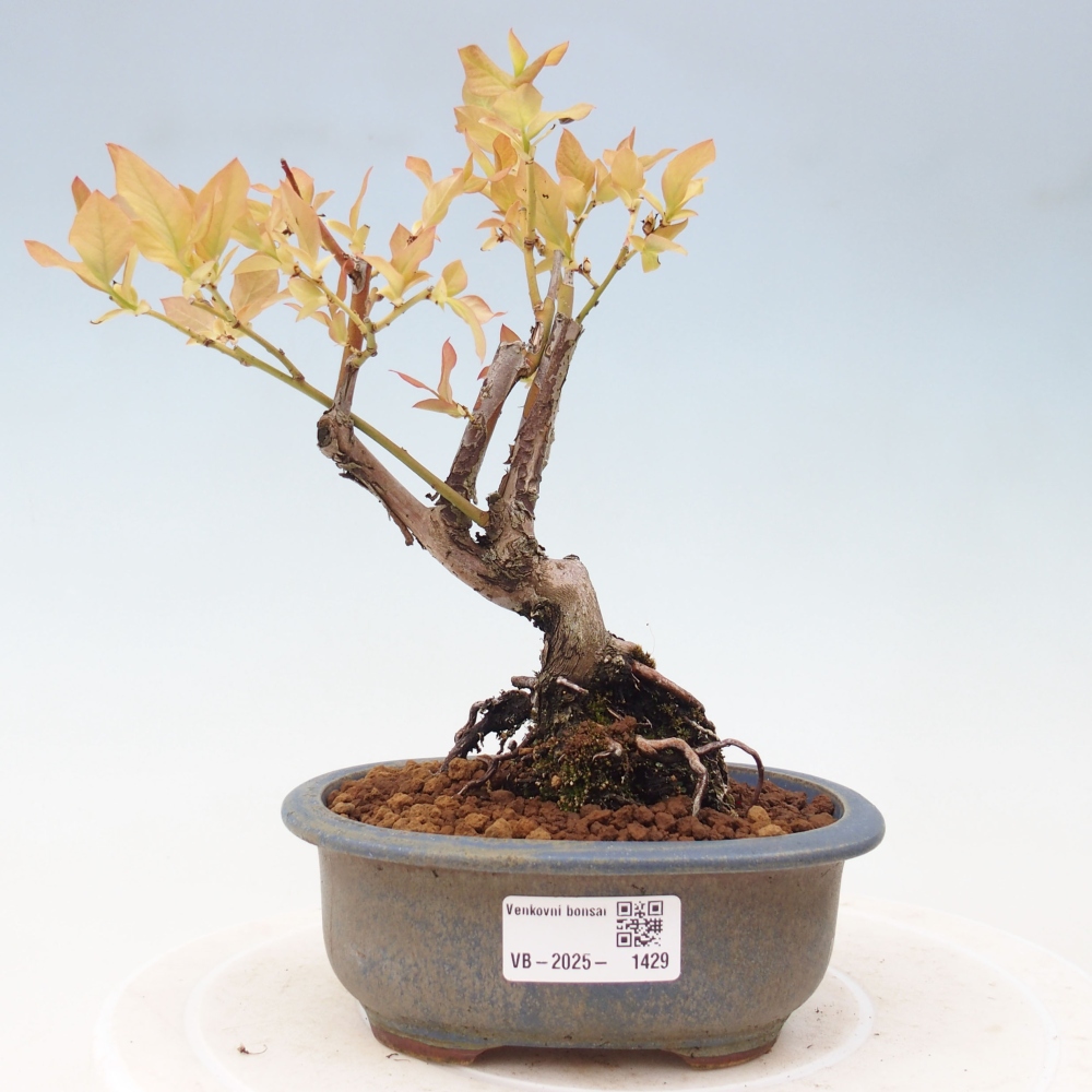 Outdoor-Bonsai - Kanadische Blaubeere - Vaccinium corymbosum