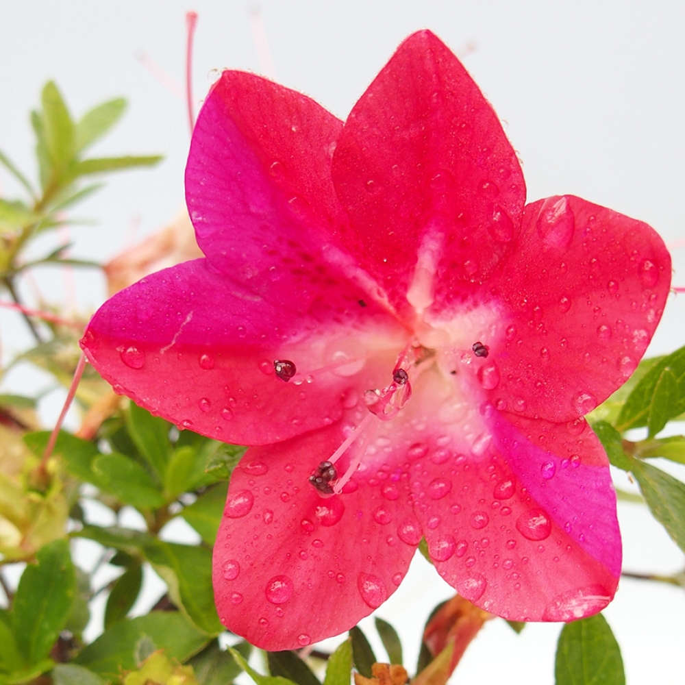 Bonsai im Freien - Japanische Azalee - Azalea Rin