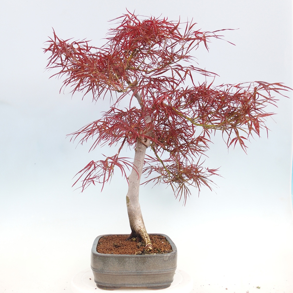 Bonsai im Freien - Acer palmatum RED PYGMY