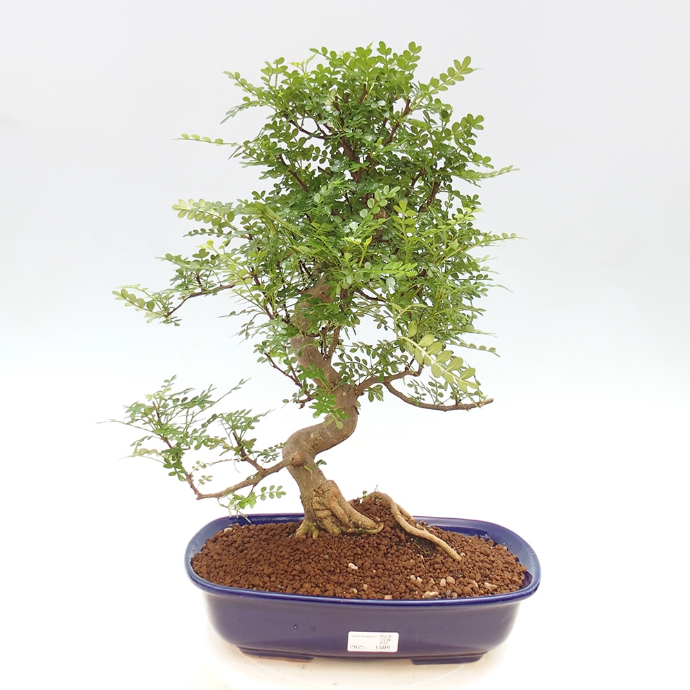 Zimmerbonsai - Zantoxylum piperitum - Pfefferminze