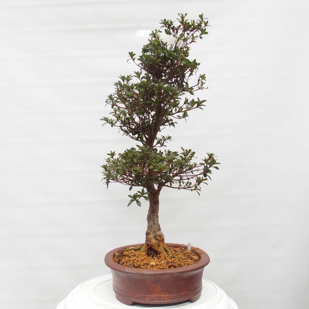 Bonsai für draußen - Japanische Azalee - Azalee Hanatsuzuri