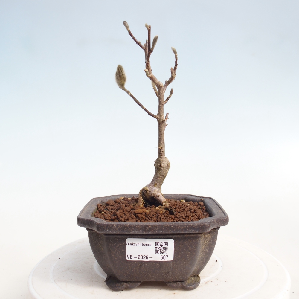 Bonsai für draußen - Magnolia stellata