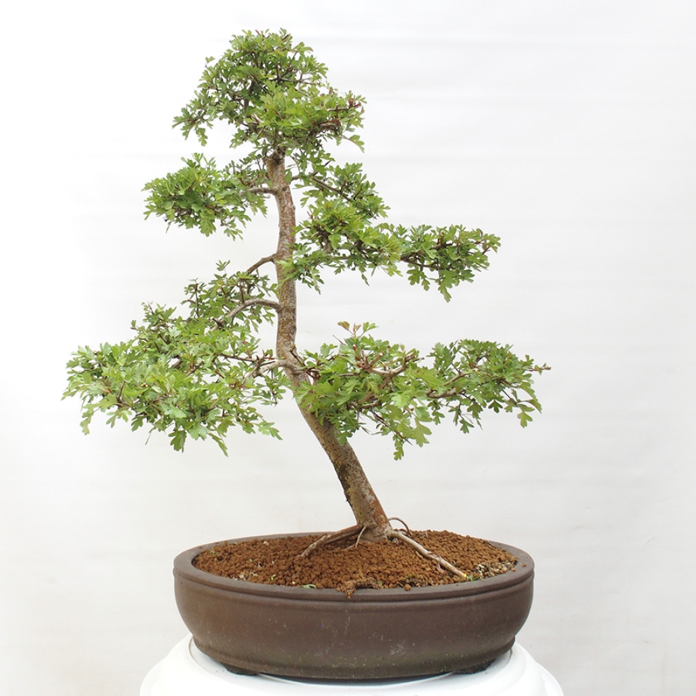Bonsai im Freien - Weißdorn - Crataegus monogyna