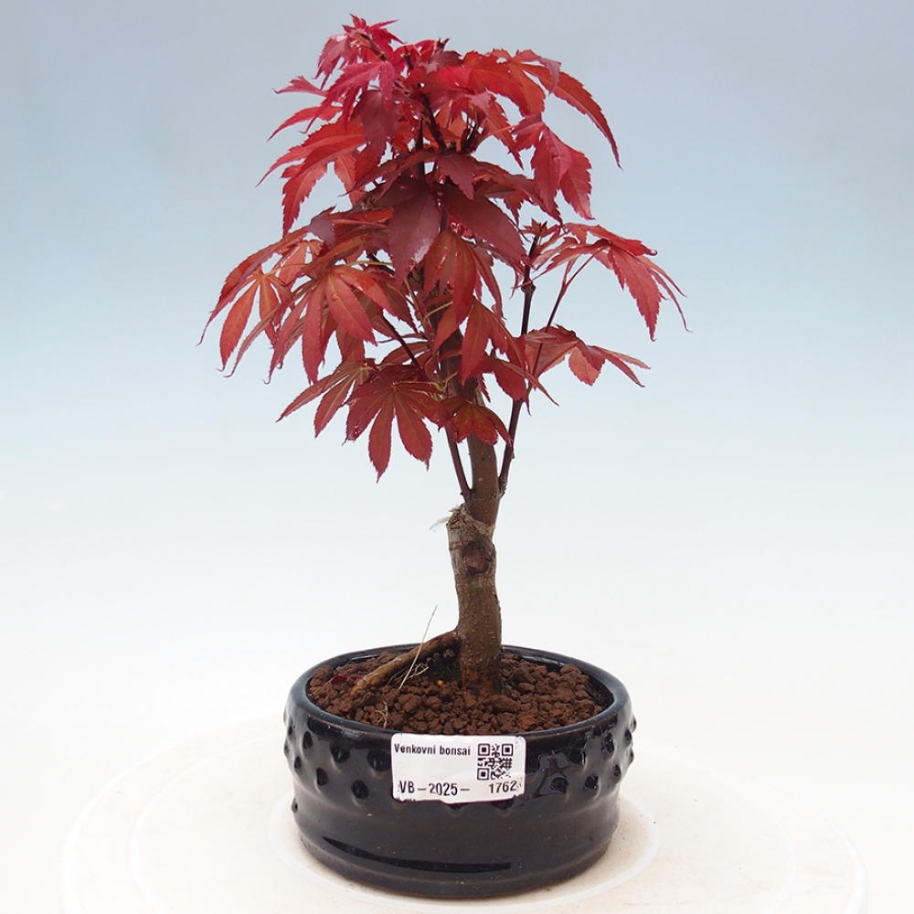 Bonsai im Freien - Acer-Palme. Atropurpureum-Palmenblatt-Ahorn