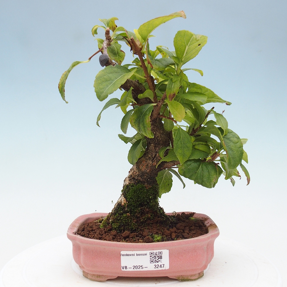 Outdoor-Bonsai - Celastrus Jesenec