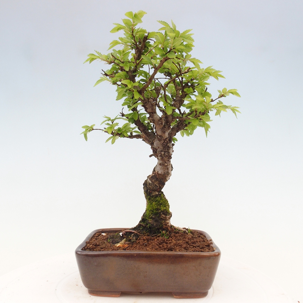 Bonsai im Freien - Zelkova - Zelkova NIRE