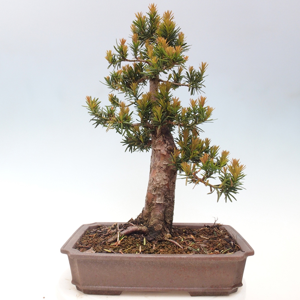 Bonsai im Freien - Taxus cuspidata - Japanische Eibe
