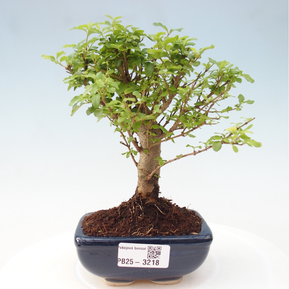 Zimmer Bonsai -Ligustrum chinensis - Vogelschnabel