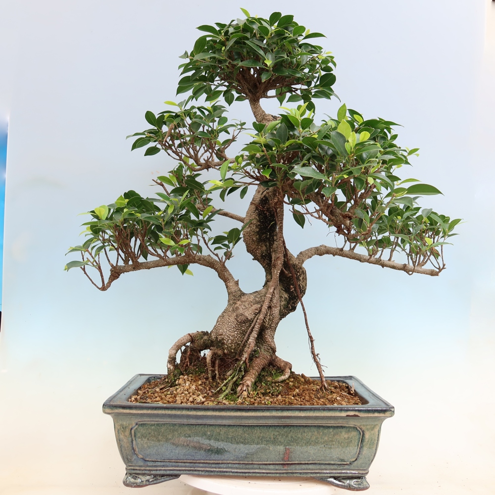 Zimmerbonsai - Ficus kimmen - Kleinblättriger Ficus