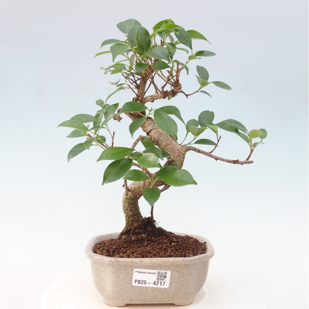Zimmerbonsai - Ficus retusa - Kleinblättriger Ficus