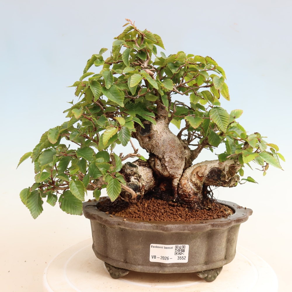 Bonsai für draußen -Carpinus CARPINOIDES - Koreanische Hainbuche