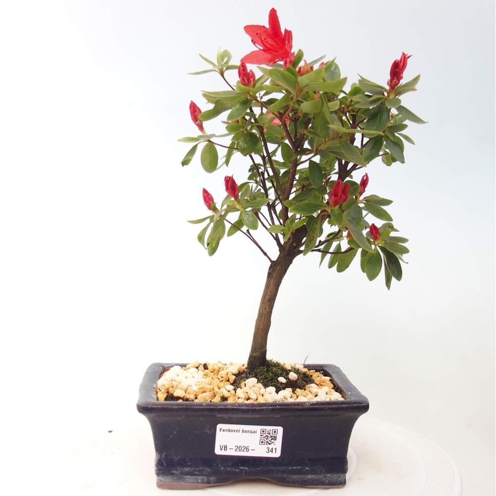 Bonsai für draußen - Japanische Azalee - Azalea sp.