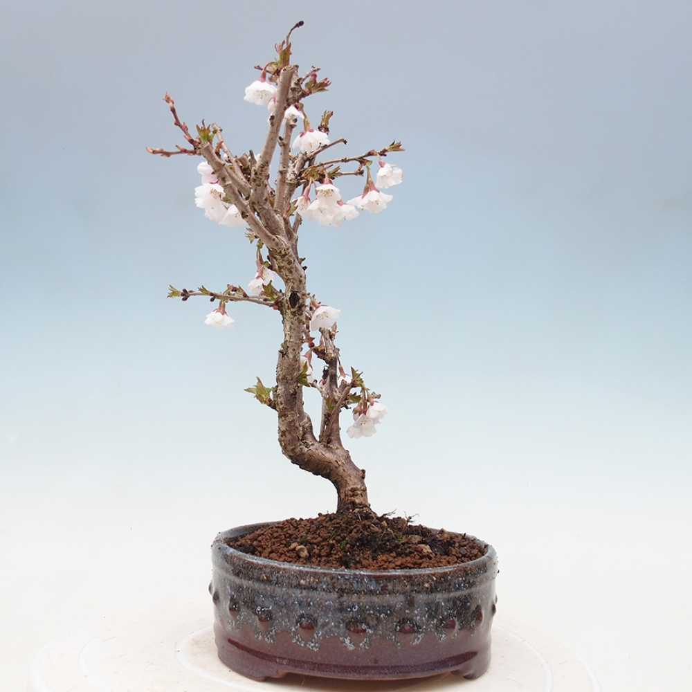 Bonsai im Freien - Prunus incisa Kojou-no mai-Pflaume geschnitten