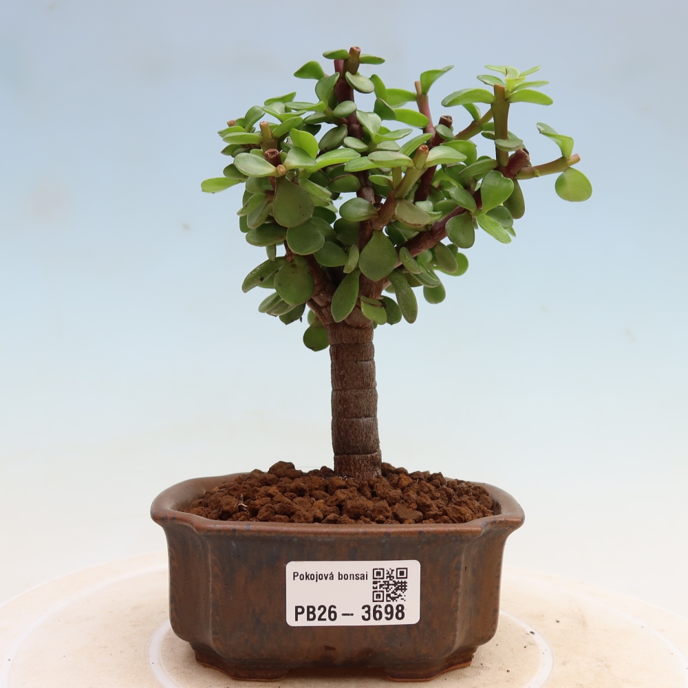 Zimmer Bonsai - Portulakaria Afra - Tlustice