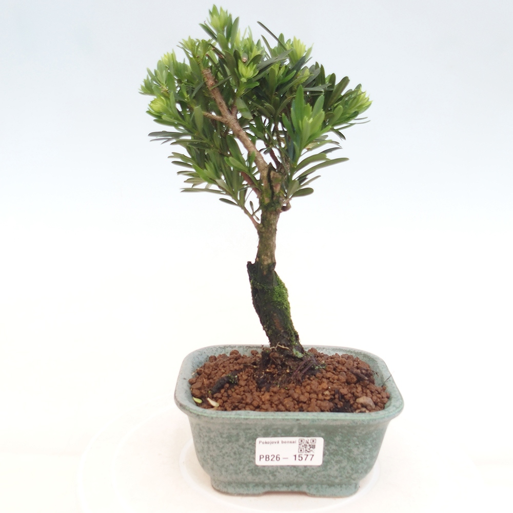 Zimmerbonsai - Podocarpus - Stein-Eibe