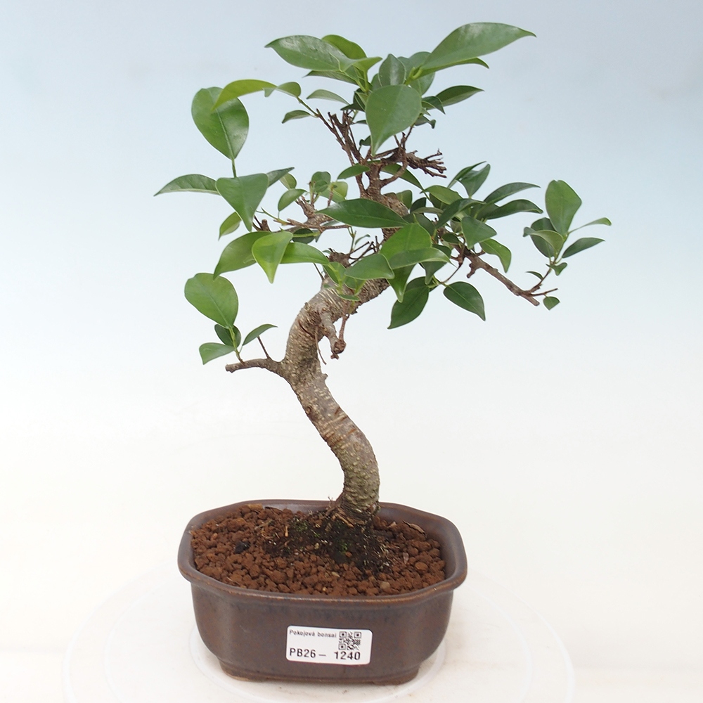 Zimmerbonsai - Ficus retusa - Kleinblättriger Ficus