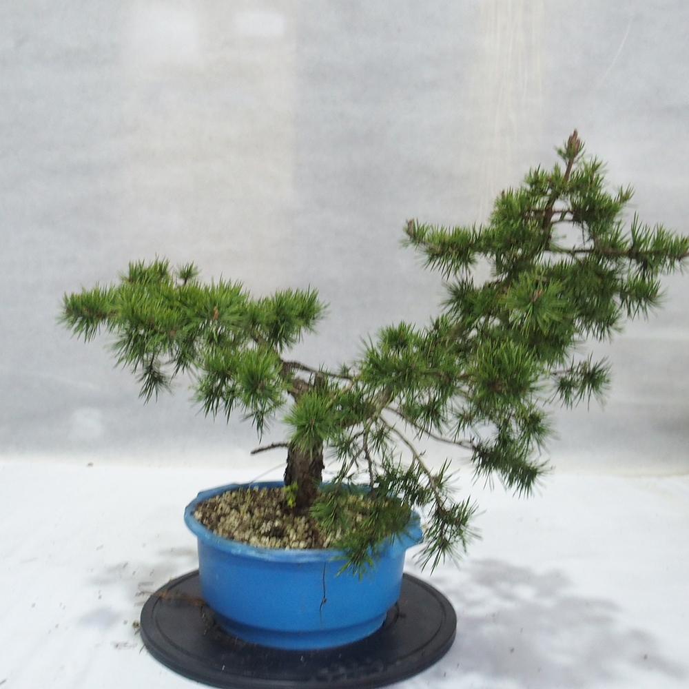Yamadori - Pinus sylvestris 