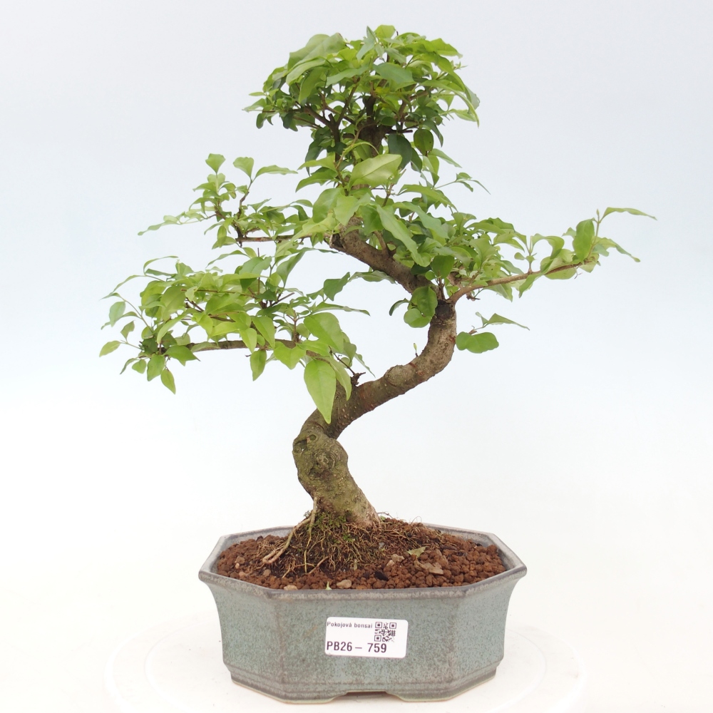 Indoor Bonsai -Ligustrum chinensis - Vogelschnabel