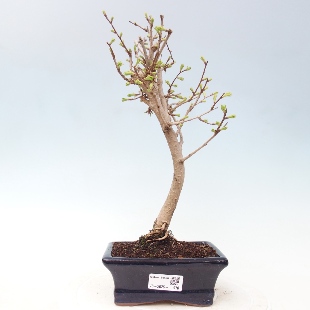 Bonsai für draußen -Pseudolarix amabis-Pseudolarix amabis