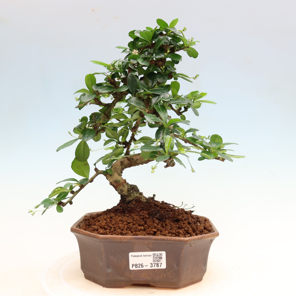 Zimmer-Bonsai - Carmona macrophylla - Tee-Fuki