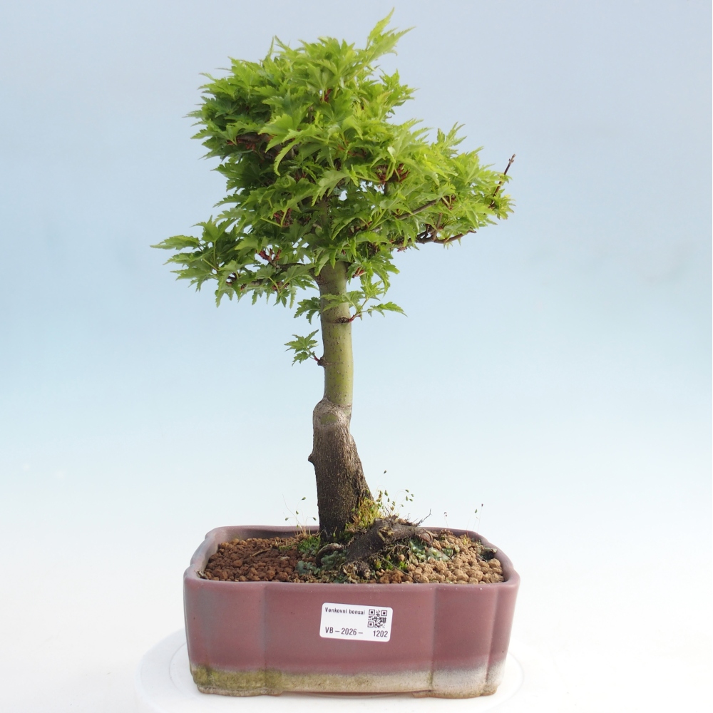 Bonsai für draußen -Javor-Palme Acer palmatum Shishigashira