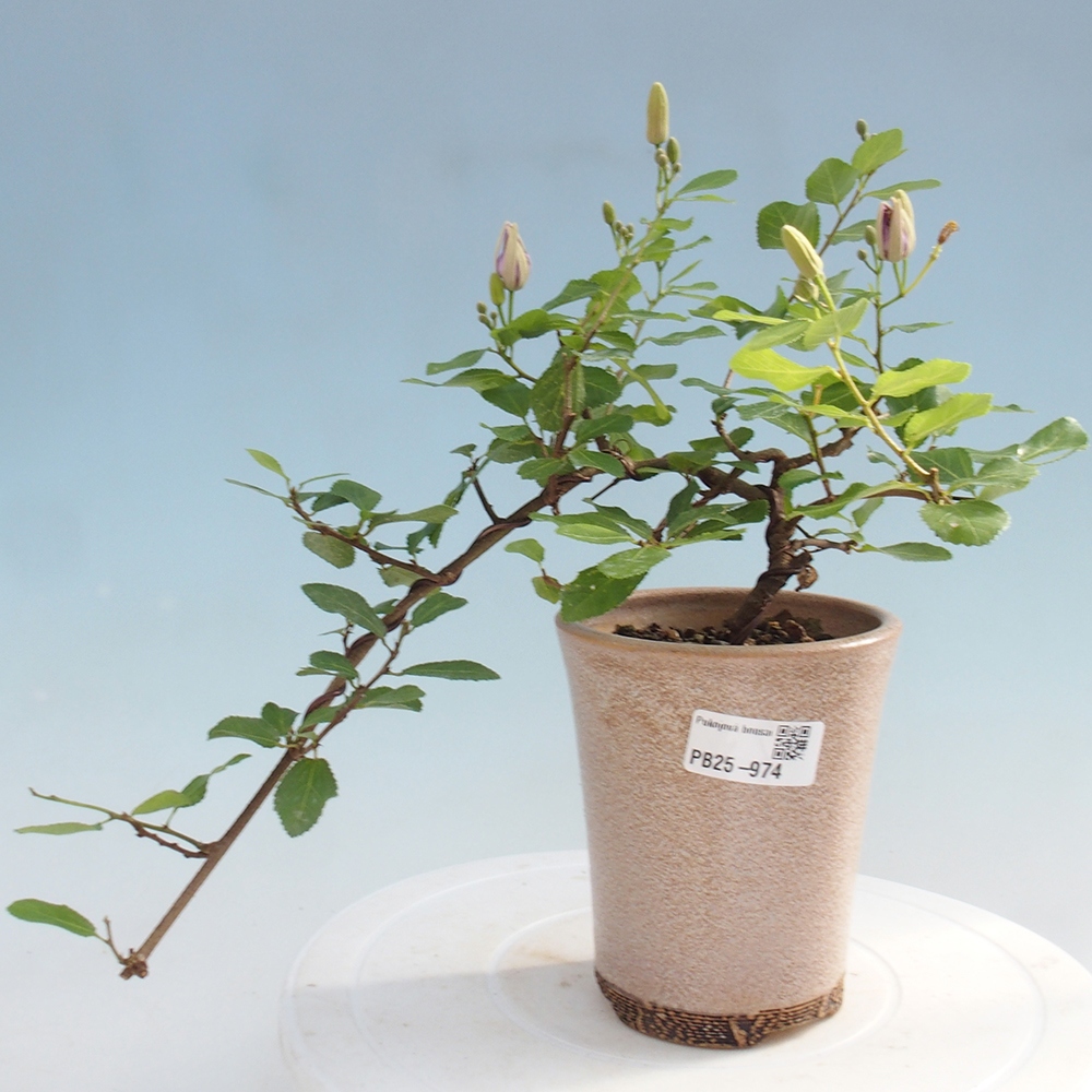 Zimmerbonsai - Grewia occidentalis - Lavendelstern