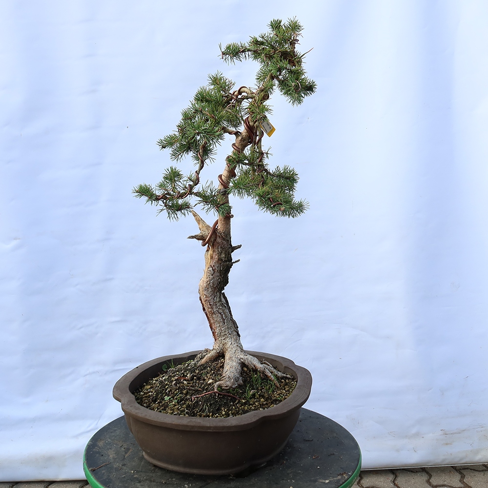 Pinus sylvestris Spanien – Waldkiefer