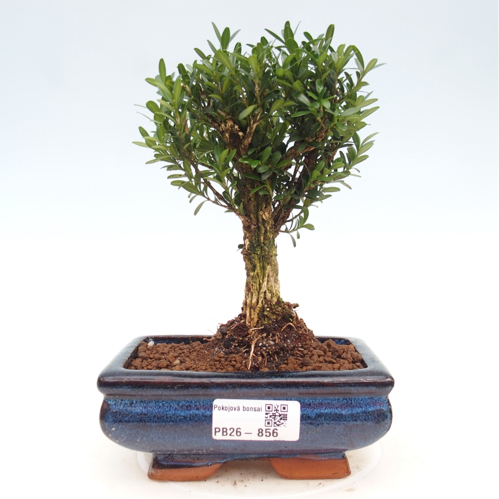 Zimmer Bonsai - Buxus harlandii - Korkbuxus