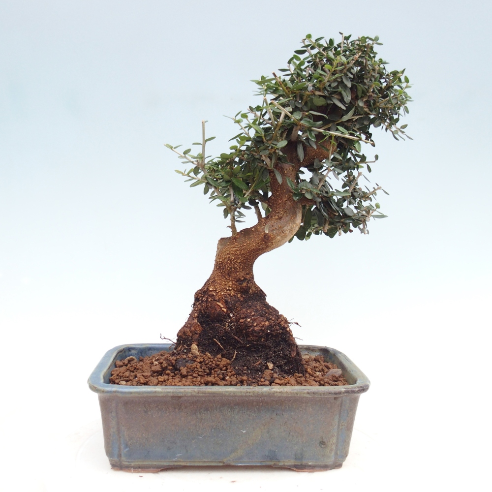 Zimmerbonsai - Olea europaea sylvestris