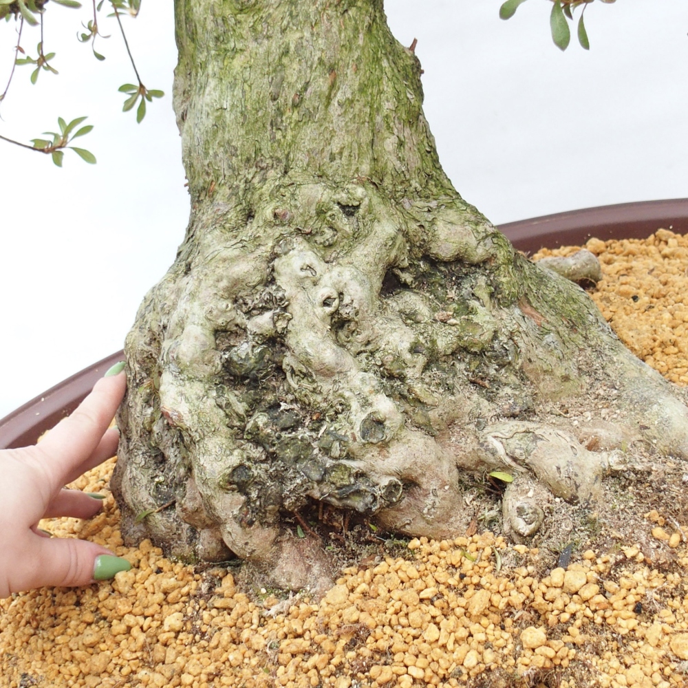 Bonsai für draußen - Japanische Azalee - Azalee Kinu-no-Hikari