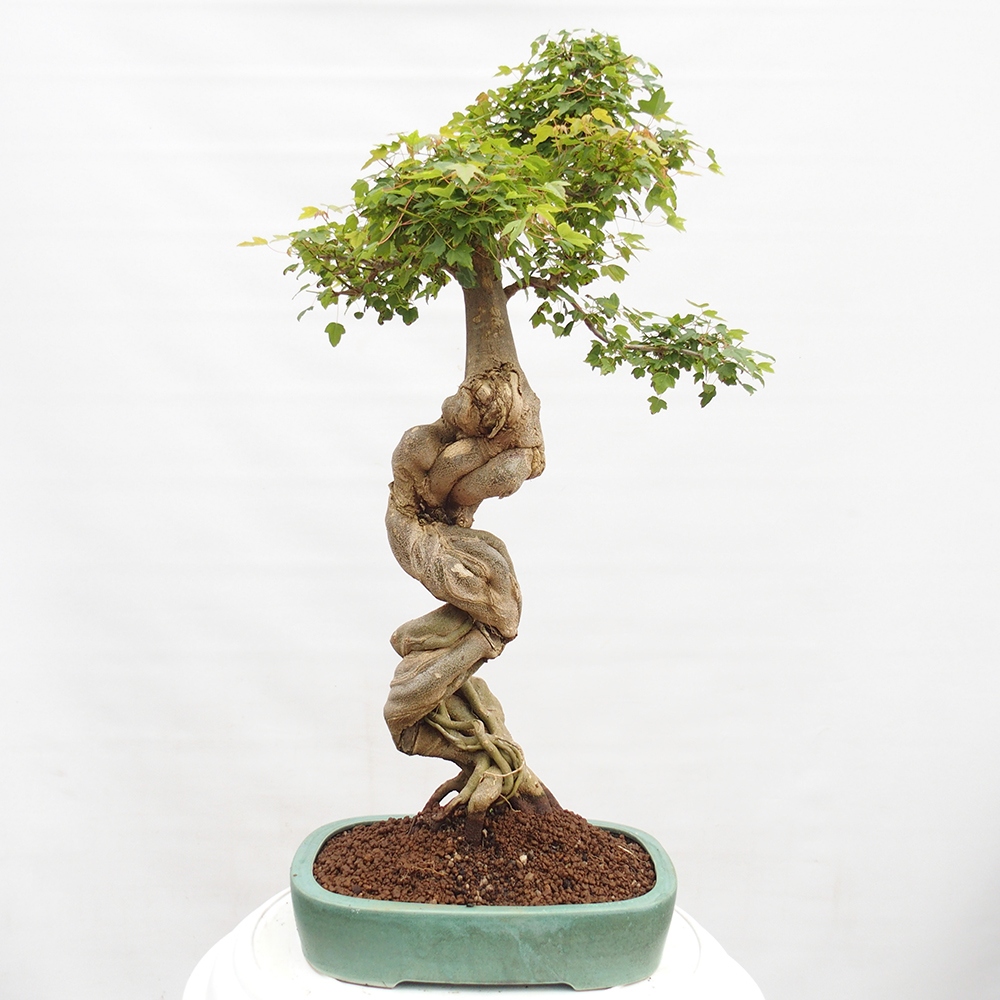 Bonsai im Freien - Ahorn Buergerianum - Burger Maple