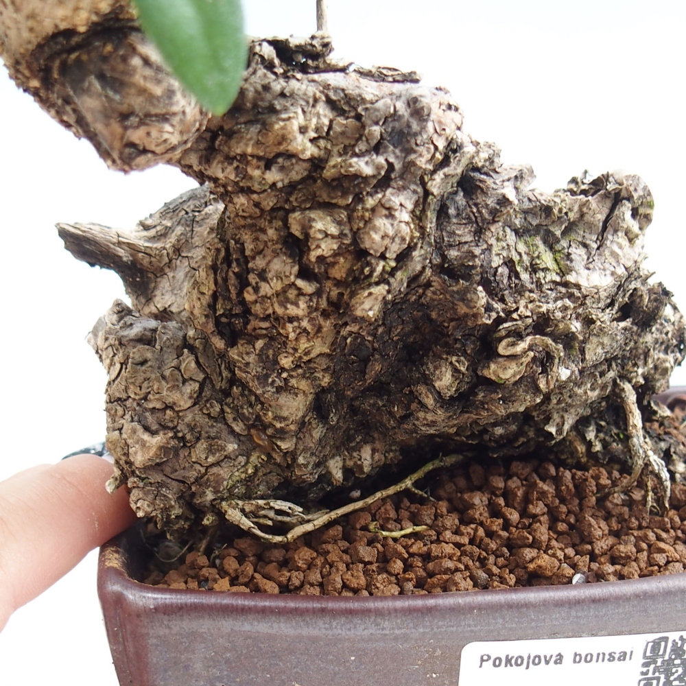 Indoor-Bonsai - Olea europaea sylvestris - Europäisches kleinblättriges Olivenöl