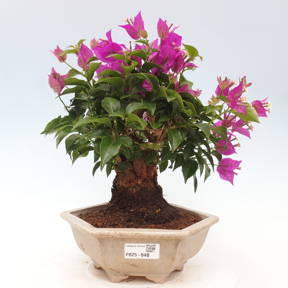 Indoor Bonsai - Bouganwilea